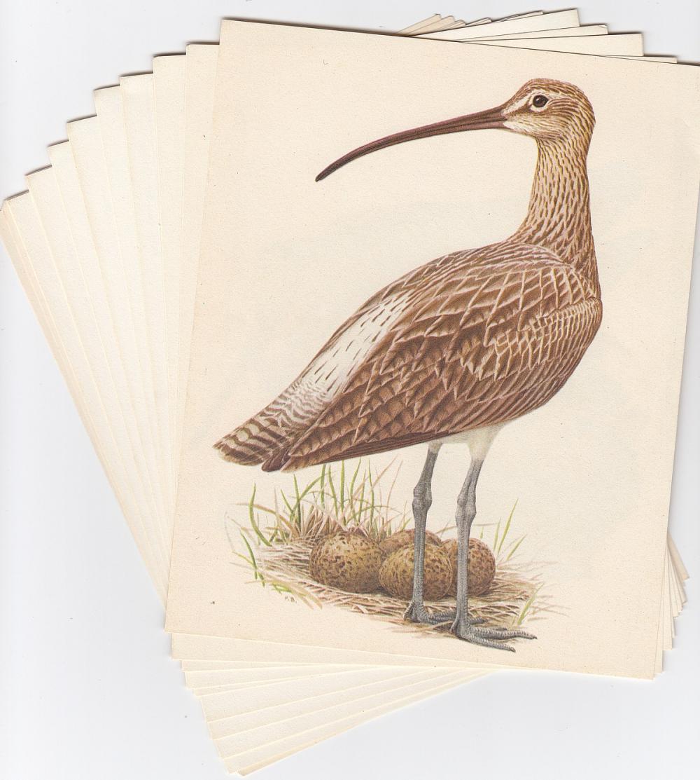 'Artis' Coloured Prints of ... image