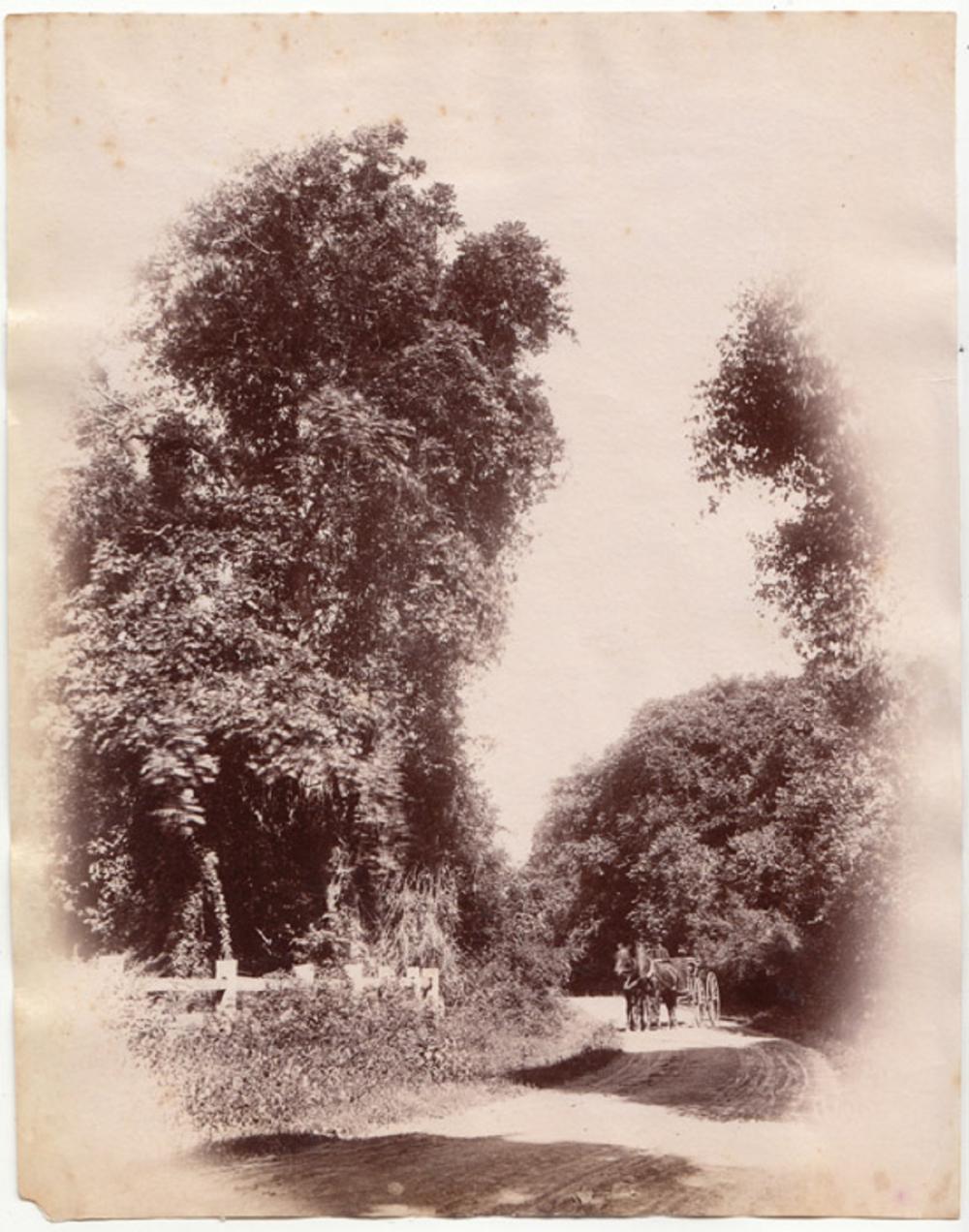 Australia Back Forest, Berry image