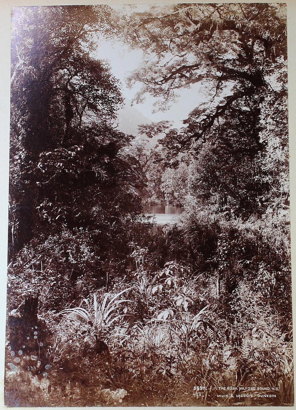 New Zealand Contemporary ph... image