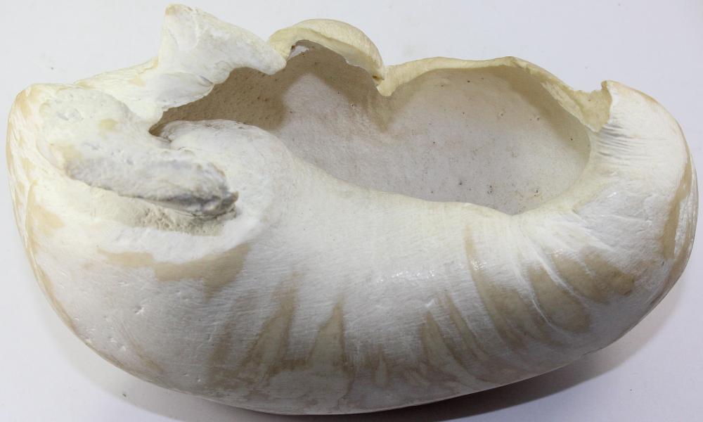 Whale's Bulla (Ear bone that houses the Cochlea)