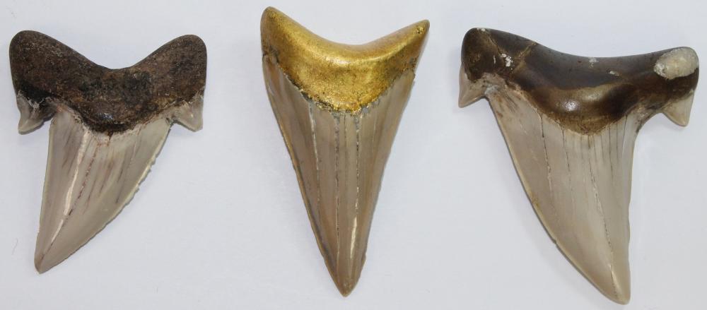 Decorated Shark's Teeth (3) image