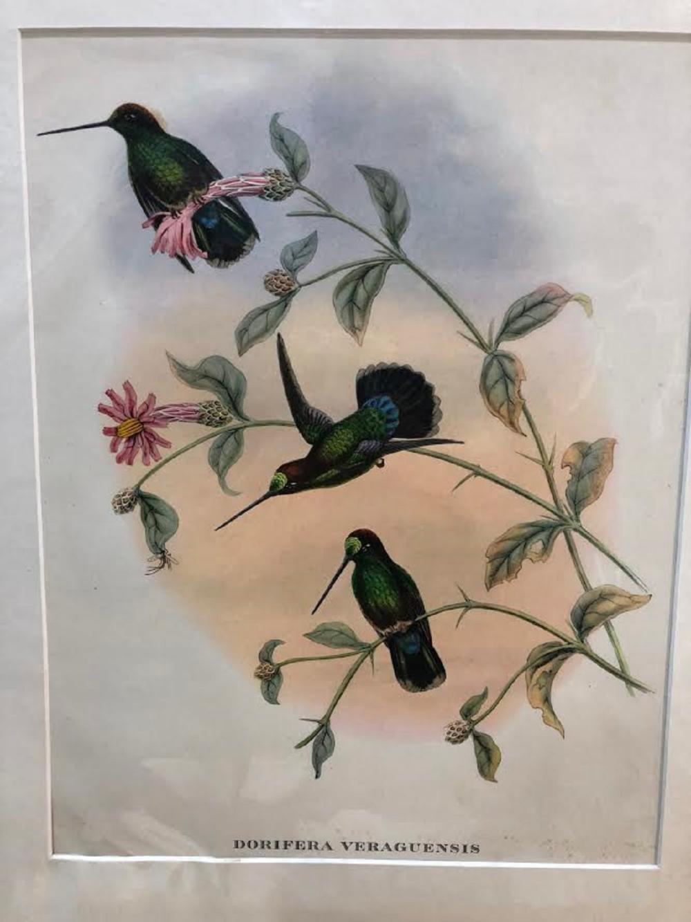 Late Coloured Gould Print 'J. Gould and H. C. Richter, del et lith