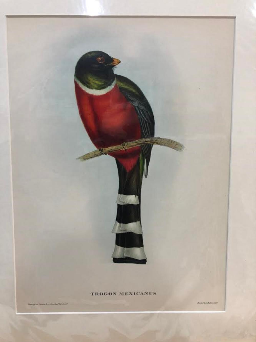 Late Coloured Gould Print 'J. Gould and H. C. Richter, del et lith