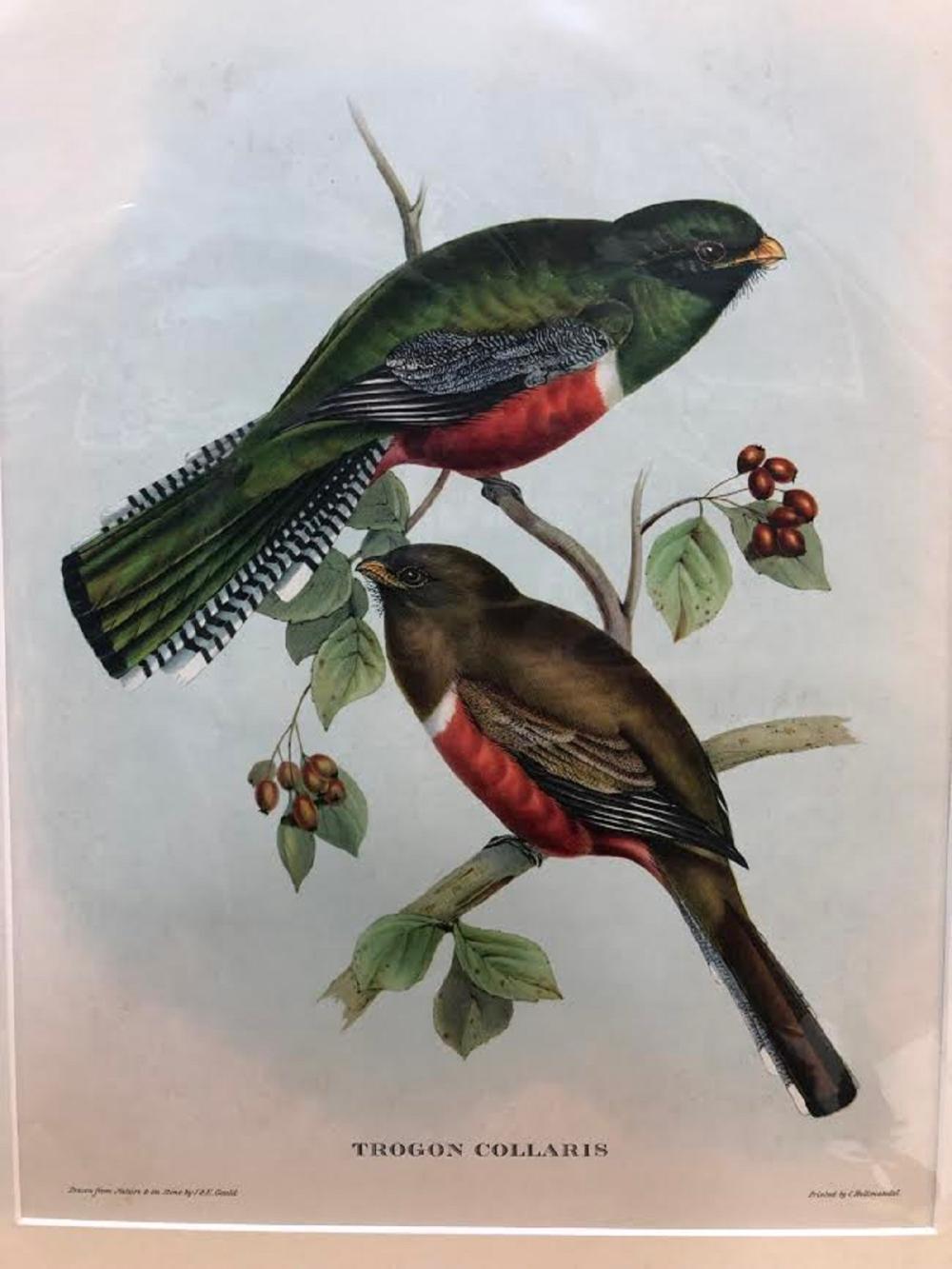 Late Coloured Gould Print 'J. Gould and H. C. Richter, del et lith