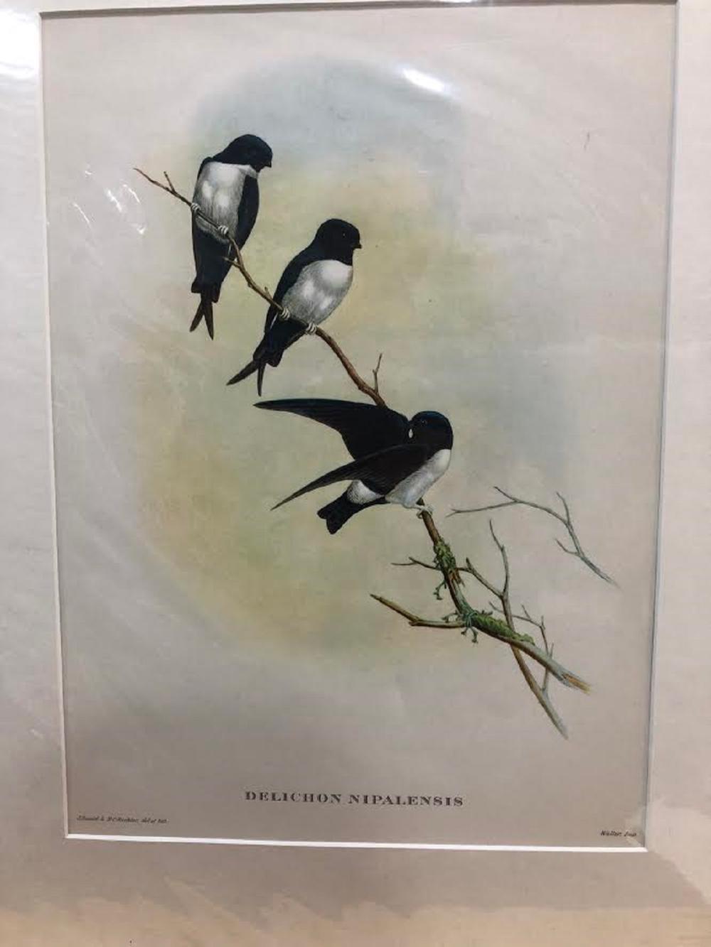 Late Coloured Gould Print 'J. Gould and H. C. Richter, del et lith