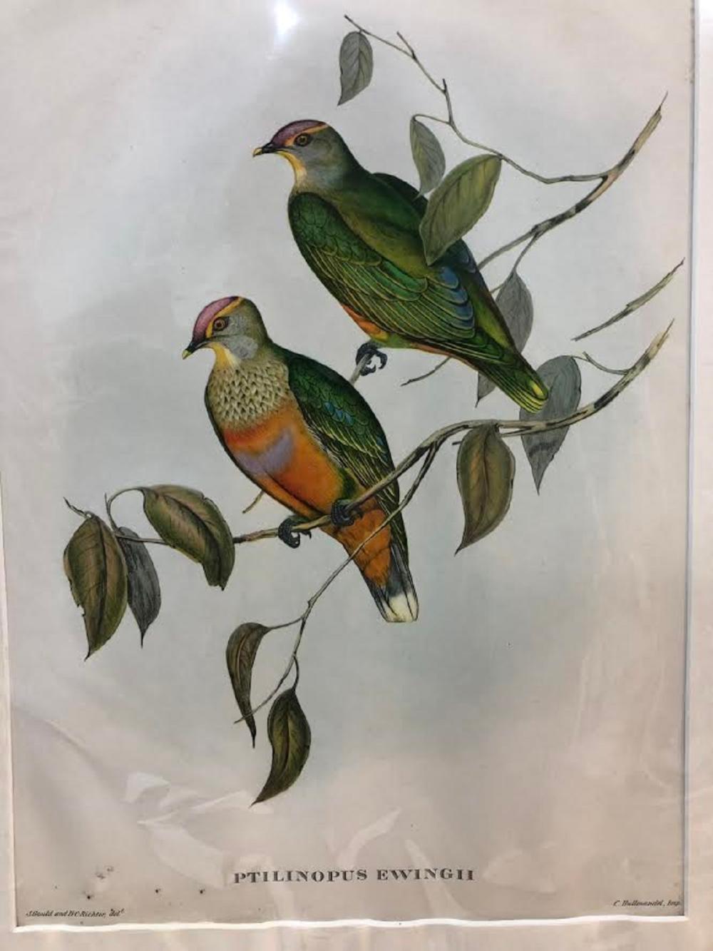 Late Coloured Gould Print 'J. Gould and H. C. Richter, del et lith