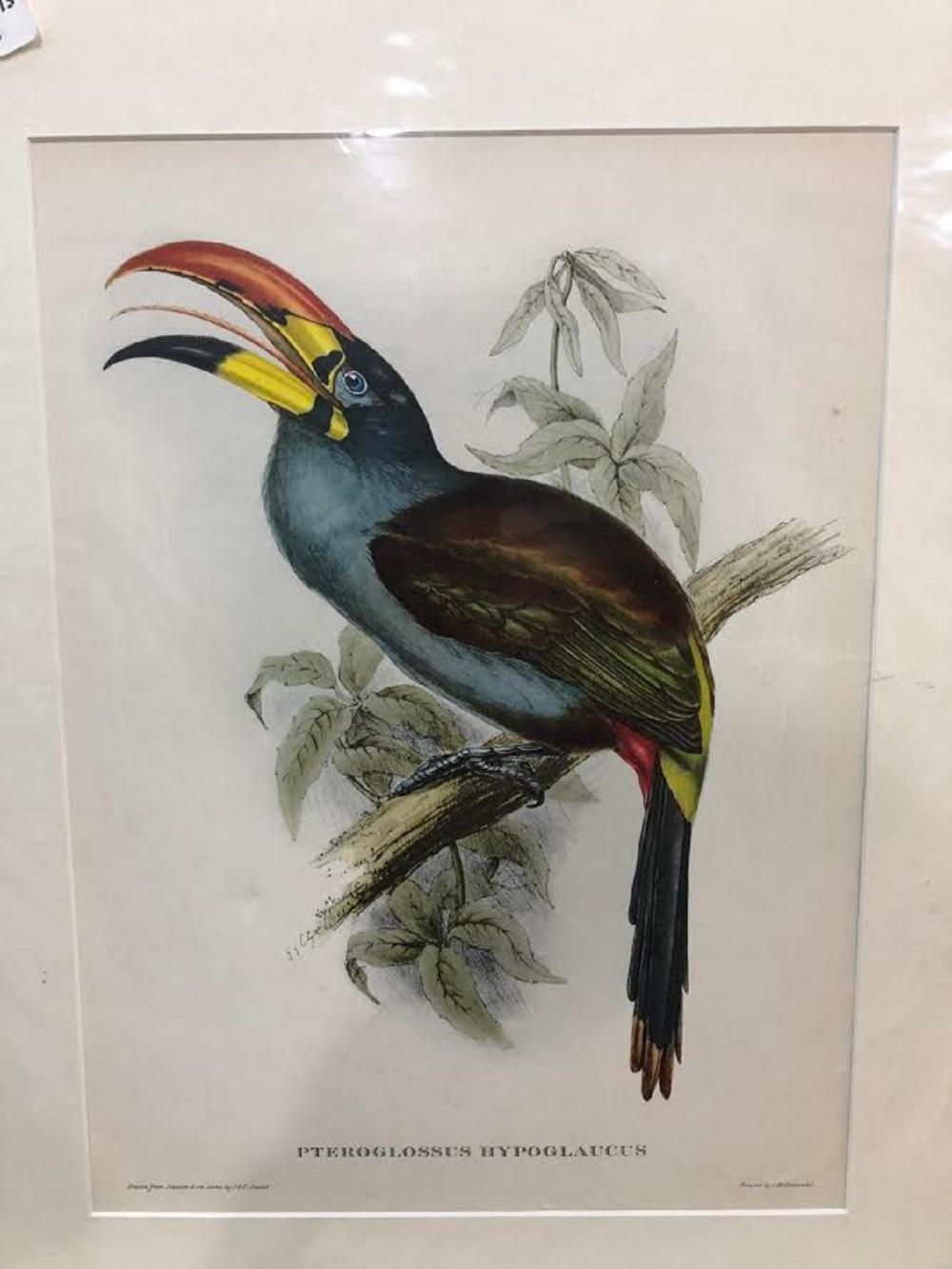 Late Coloured Gould Print 'J. Gould and H. C. Richter, del et lith
