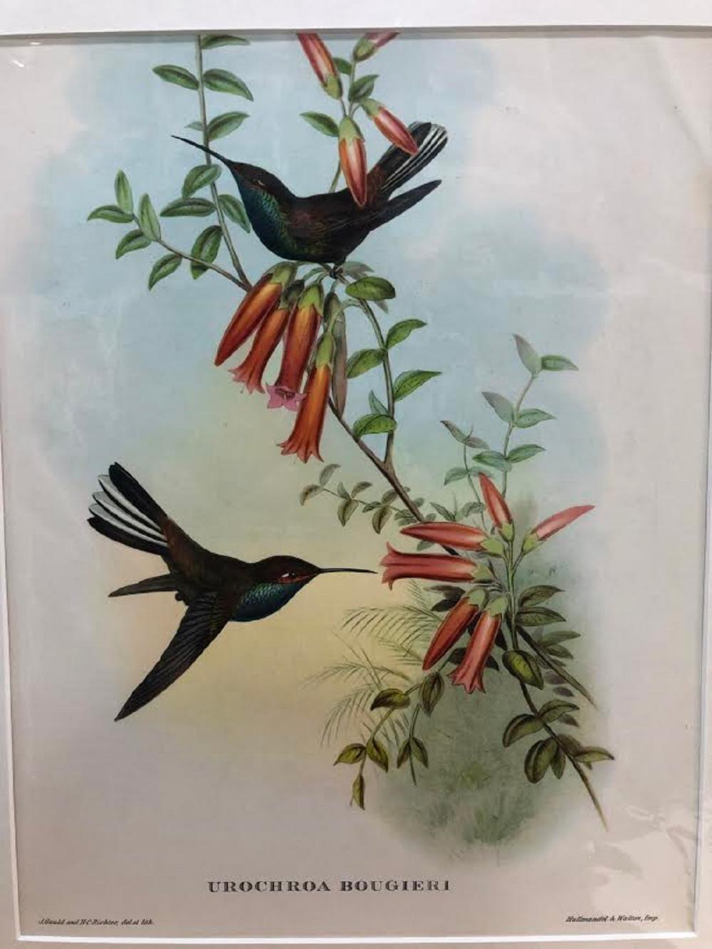 Late Coloured Gould Print 'J. Gould and H. C. Richter, del et lith