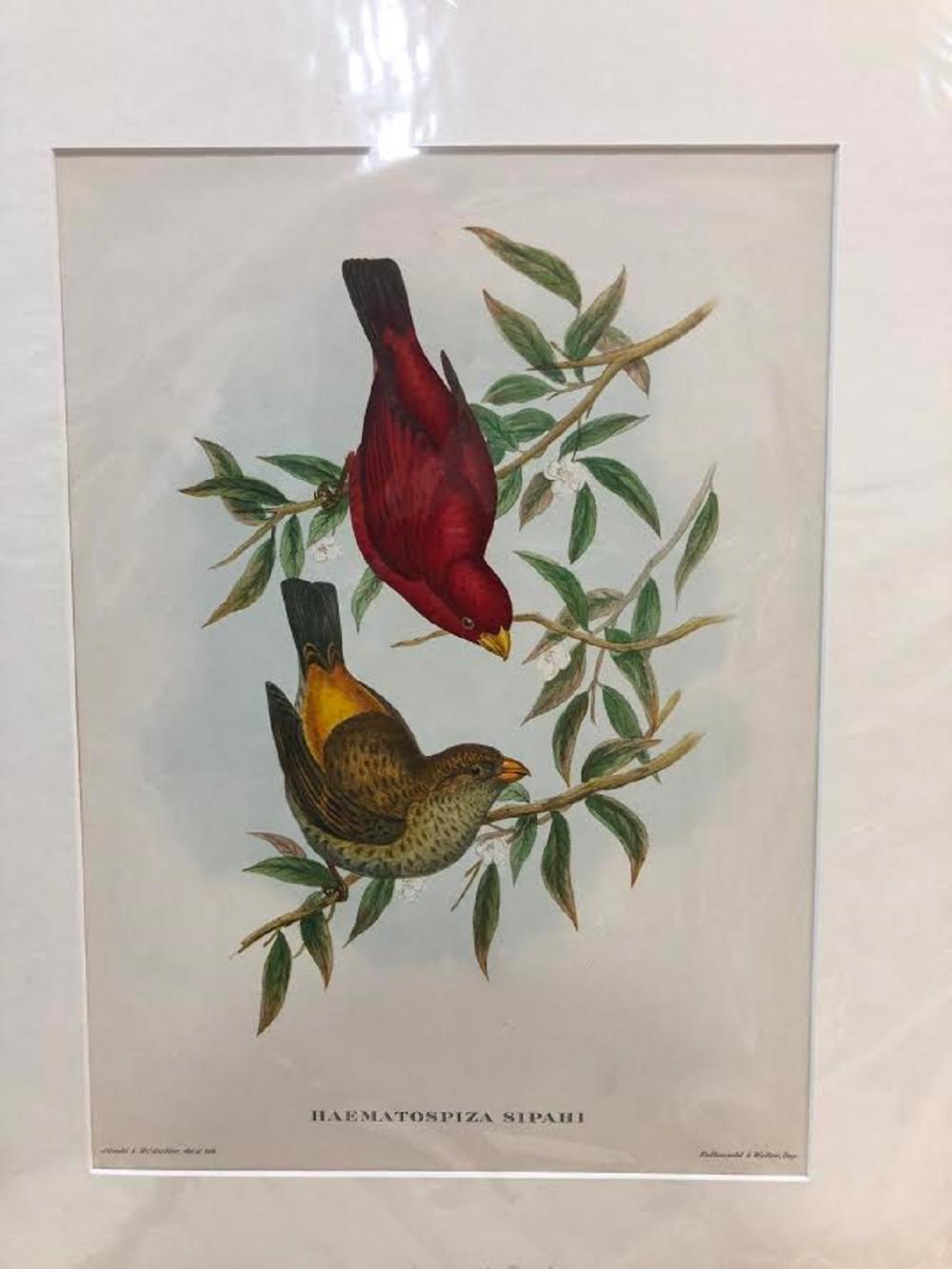 Late Coloured Gould Print 'J. Gould and H. C. Richter, del et lith