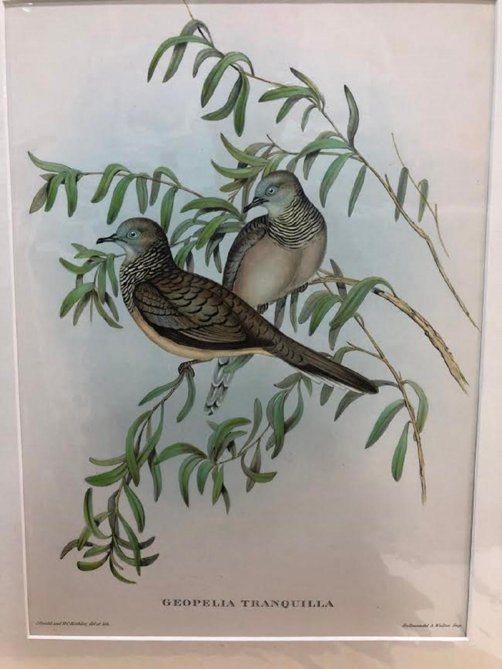 Late Coloured Gould Print 'J. Gould and H. C. Richter, del et lith