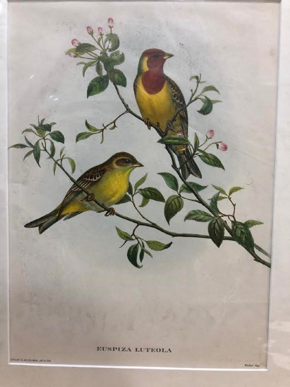 Late Coloured Gould Print 'J. Gould and H. C. Richter, del et lith