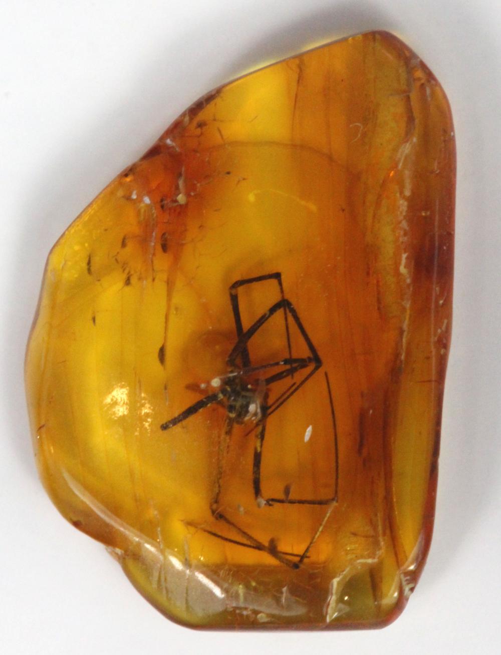 Collectable Baltic Amber wi... image